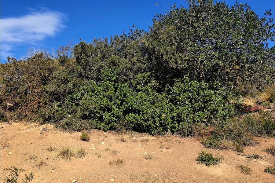 0 Bedroom Property for Sale in Vakansieplaas Western Cape